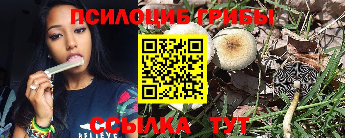 Курчалой  Галлюциногенные грибы Magic Shrooms  Вход с VPN 
