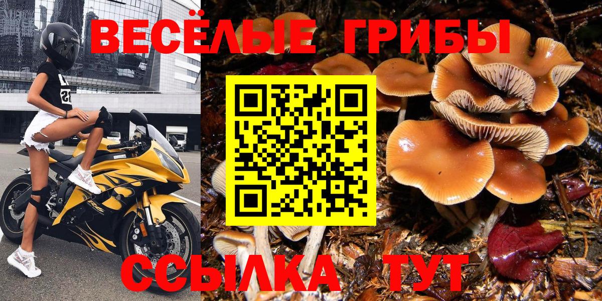 Псилоцибиновые грибы Psilocybine cubensis Курчалой